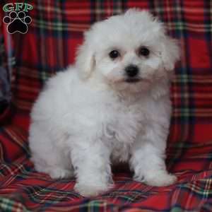 Gracie, Bichon Frise Puppy